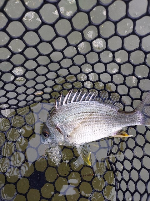 f:id:bognerbream:20210706002017j:image