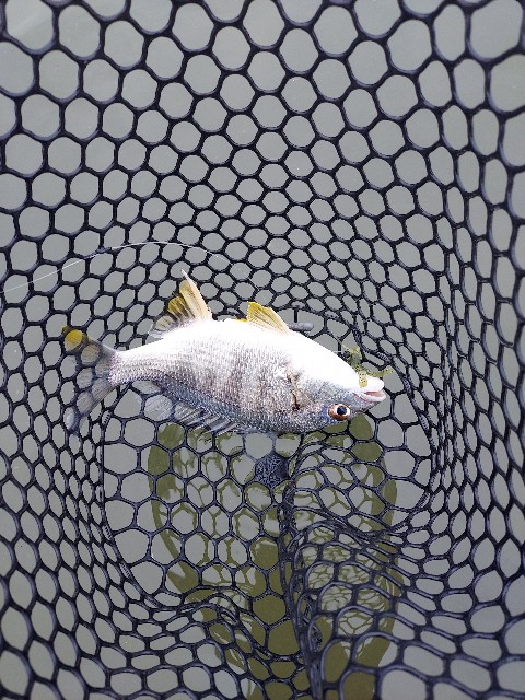 f:id:bognerbream:20210706002058j:image