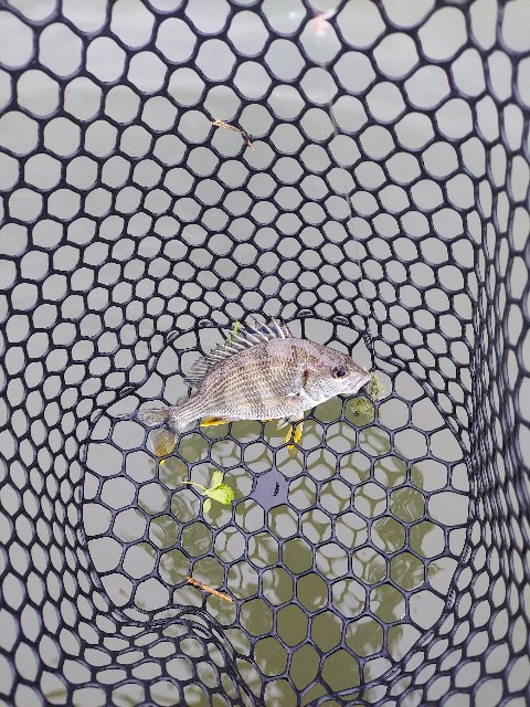 f:id:bognerbream:20210706002129j:image
