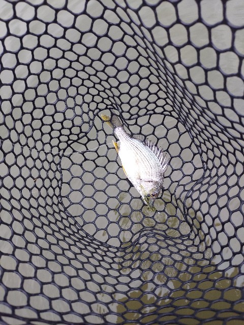 f:id:bognerbream:20210706002204j:image