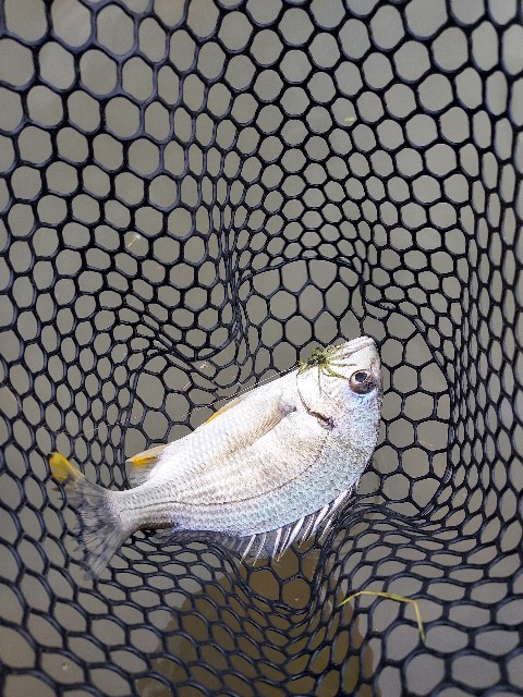 f:id:bognerbream:20210706002227j:image