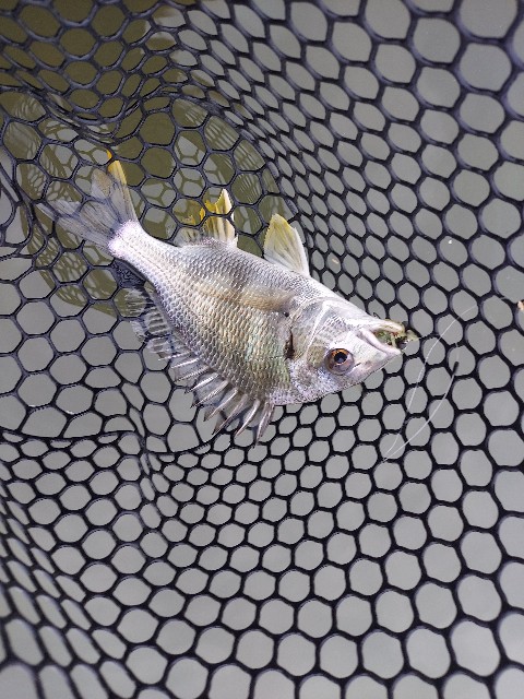 f:id:bognerbream:20210706002346j:image