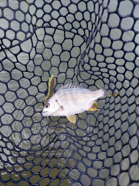 f:id:bognerbream:20210706003603j:image