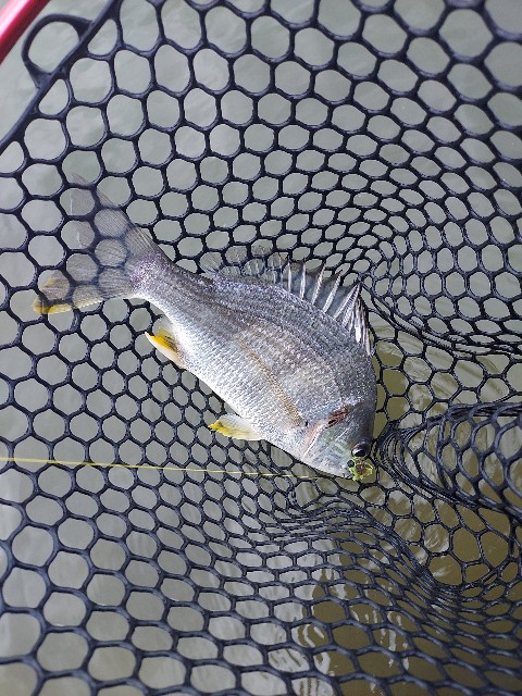 f:id:bognerbream:20210706003629j:image