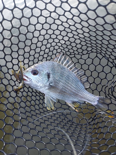 f:id:bognerbream:20210706003939j:image