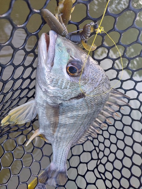 f:id:bognerbream:20210706003957j:image