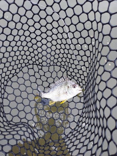 f:id:bognerbream:20210706005244j:image
