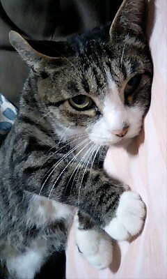 f:id:bohol:20090123134027j:image