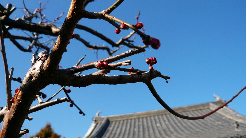 f:id:boianuf:20120221085027j:image