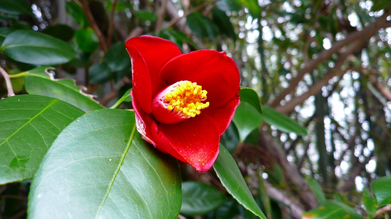 f:id:boianuf:20120226165013j:image