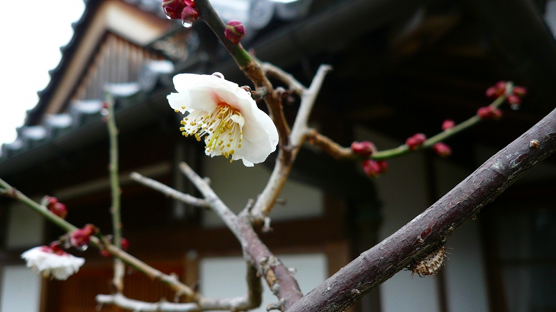 f:id:boianuf:20120308185104j:image