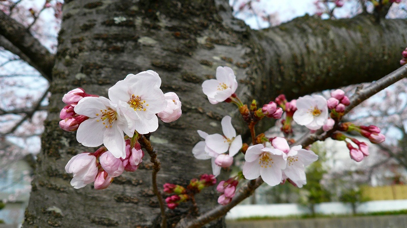 f:id:boianuf:20120411153753j:image