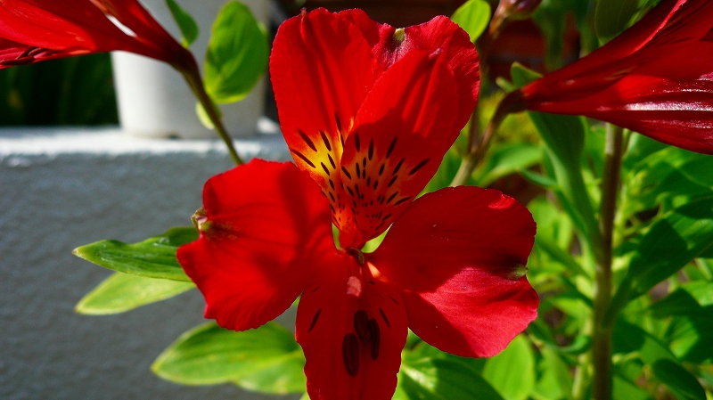 f:id:boianuf:20120421145229j:image