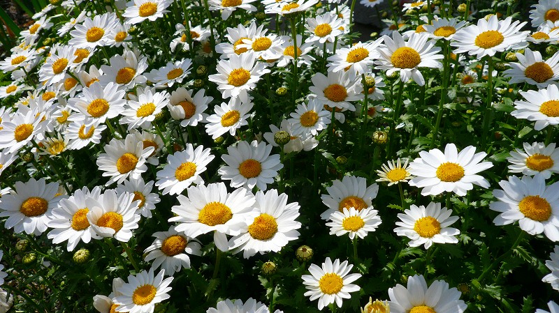 f:id:boianuf:20120421145656j:image