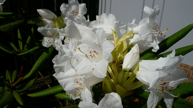 f:id:boianuf:20120421145944j:image