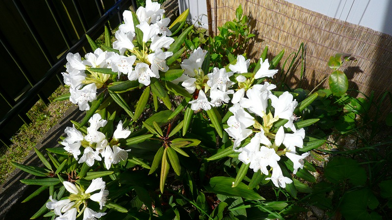 f:id:boianuf:20120421145945j:image