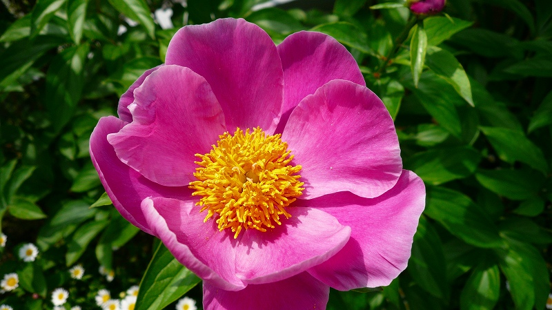 f:id:boianuf:20120517162522j:image