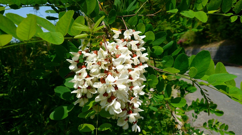 f:id:boianuf:20120517162523j:image