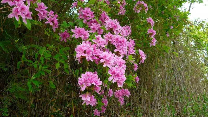 f:id:boianuf:20120517162524j:image