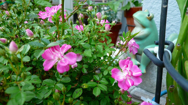 f:id:boianuf:20120517162525j:image