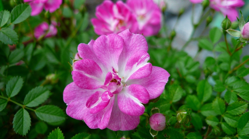 f:id:boianuf:20120517162526j:image