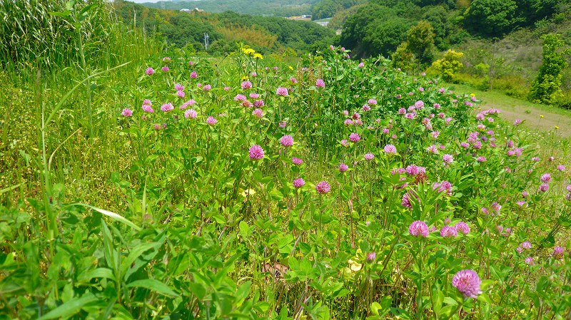 f:id:boianuf:20120517163334j:image