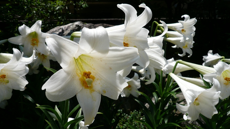 f:id:boianuf:20120607195925j:image
