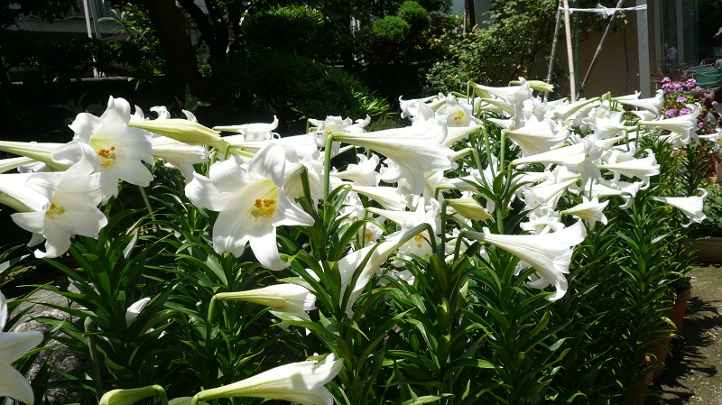 f:id:boianuf:20120607195926j:image