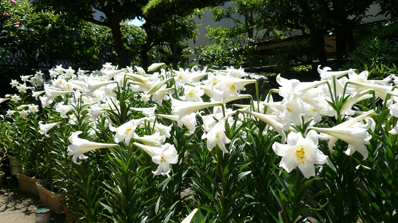 f:id:boianuf:20120607195927j:image
