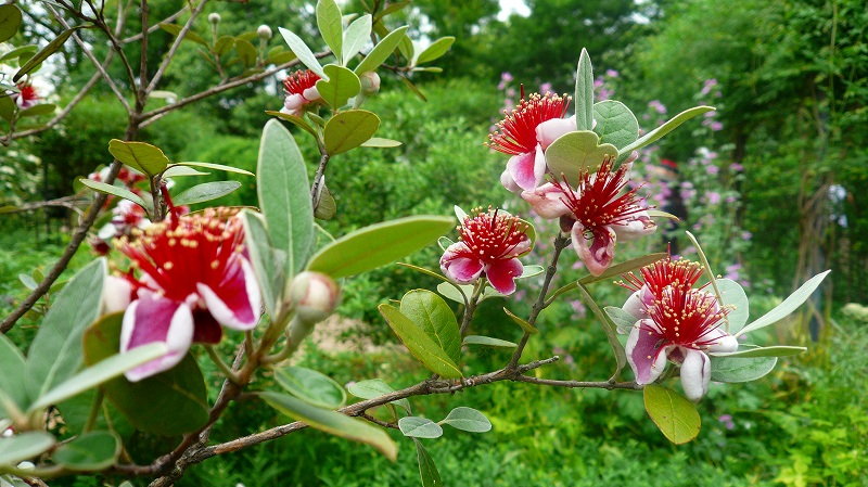 f:id:boianuf:20120618135815j:image