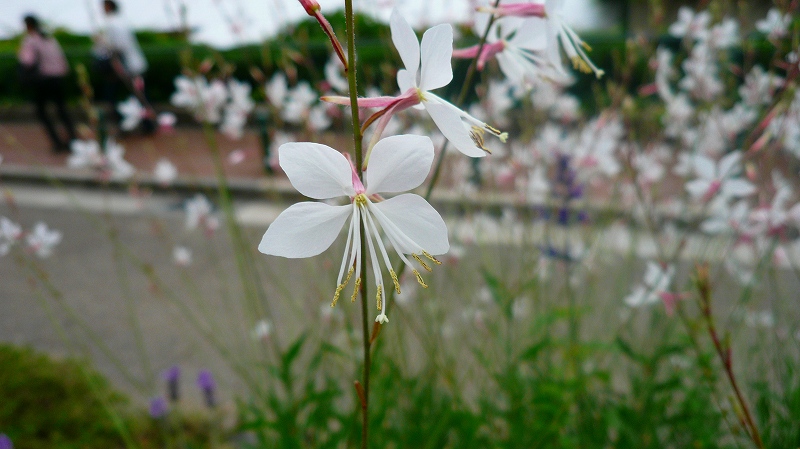 f:id:boianuf:20120618135821j:image