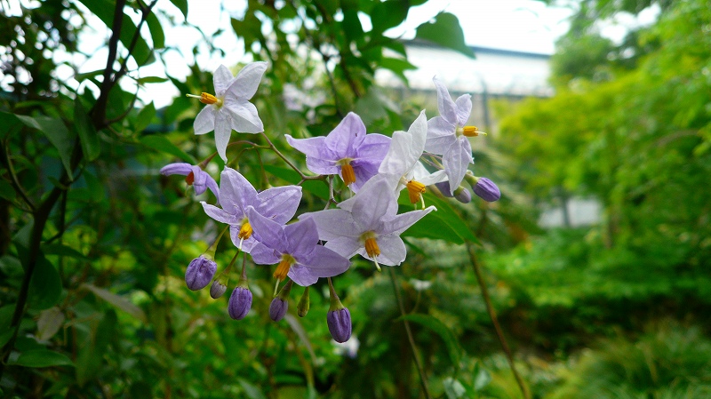 f:id:boianuf:20120618140048j:image