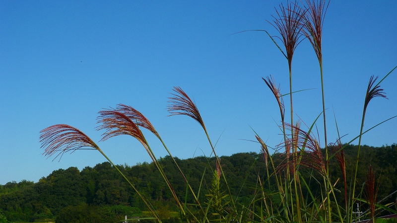 f:id:boianuf:20120925111545j:image