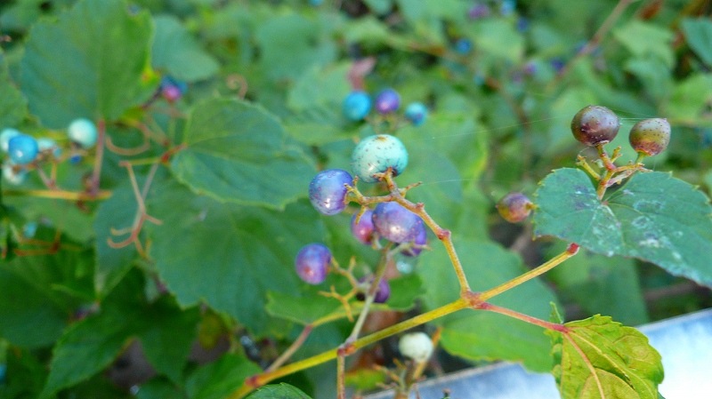 f:id:boianuf:20121019091147j:image