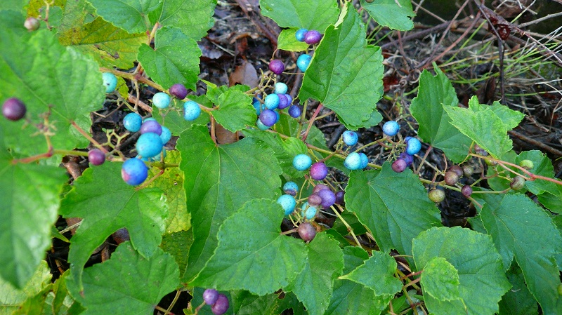 f:id:boianuf:20121019091148j:image