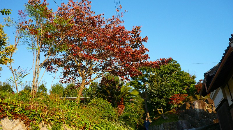 f:id:boianuf:20121020124118j:image