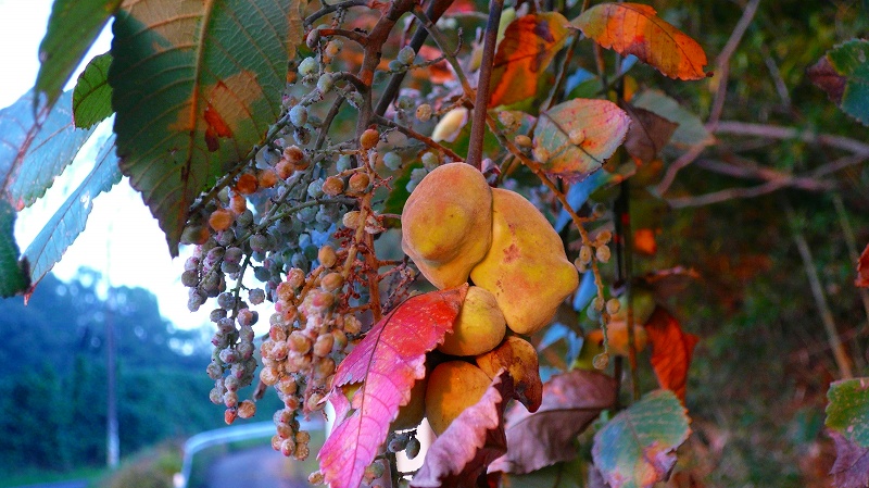 f:id:boianuf:20121020124119j:image