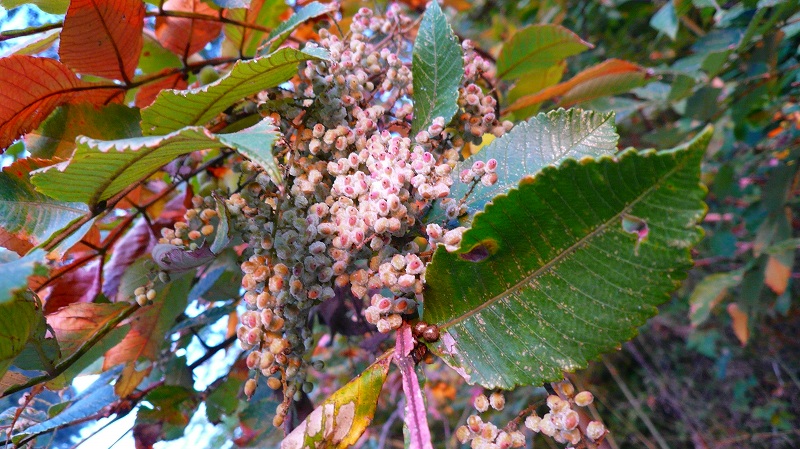 f:id:boianuf:20121020124120j:image