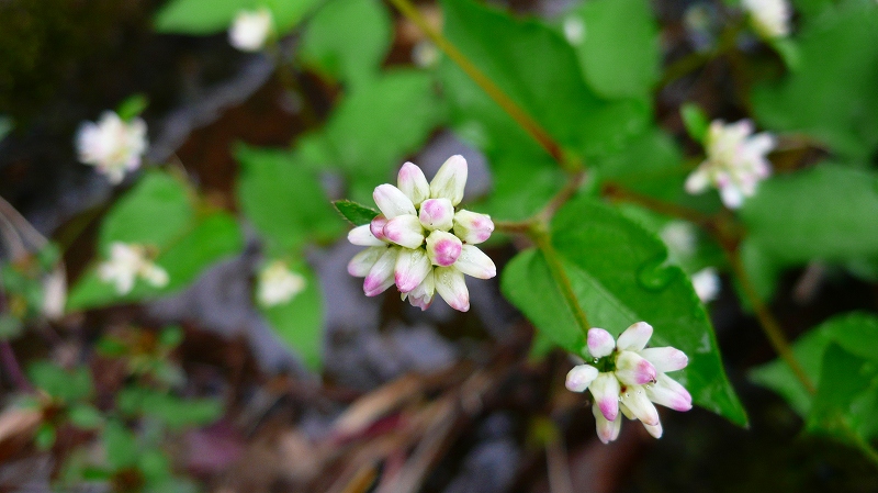f:id:boianuf:20121030125518j:image