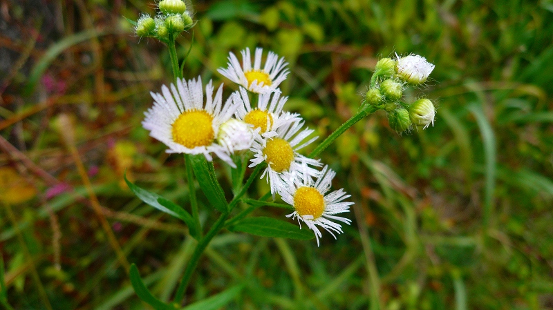 f:id:boianuf:20121030125519j:image