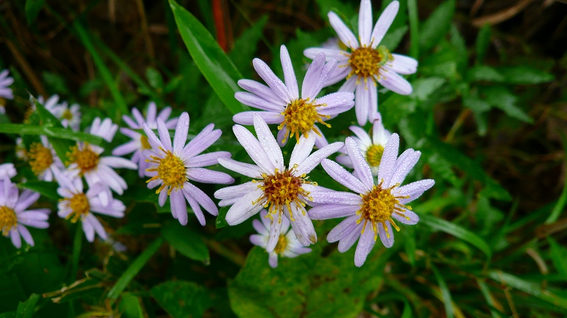 f:id:boianuf:20121030125520j:image