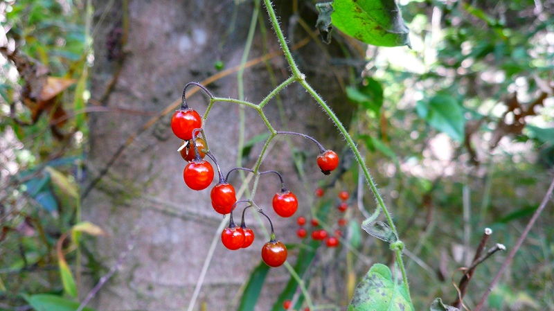 f:id:boianuf:20121104144631j:image