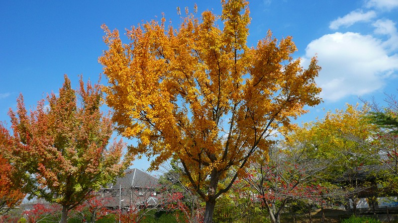 f:id:boianuf:20121113145321j:image