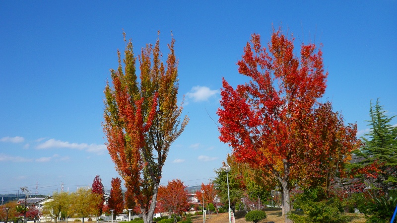 f:id:boianuf:20121113145324j:image