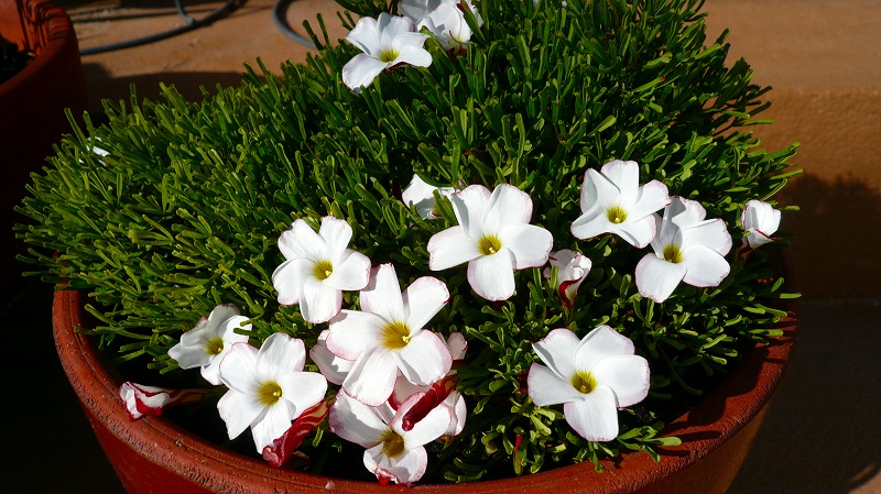 f:id:boianuf:20121229203517j:image