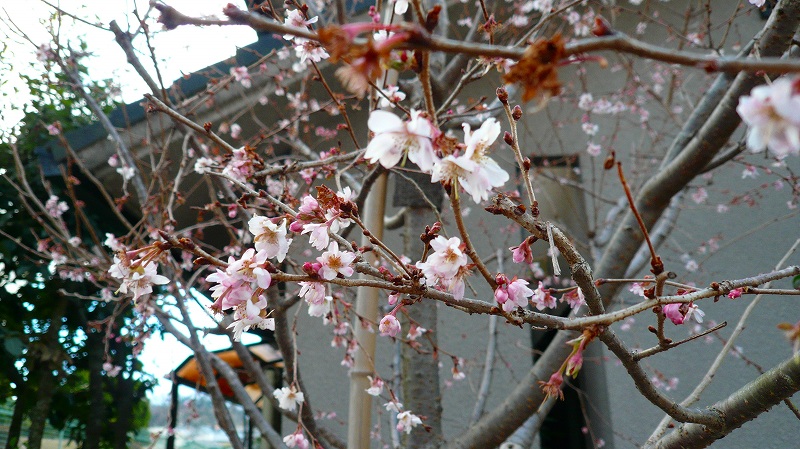 f:id:boianuf:20130111123210j:image