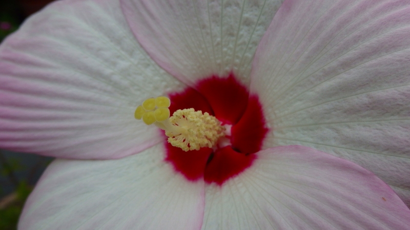f:id:boianuf:20130714100419j:image