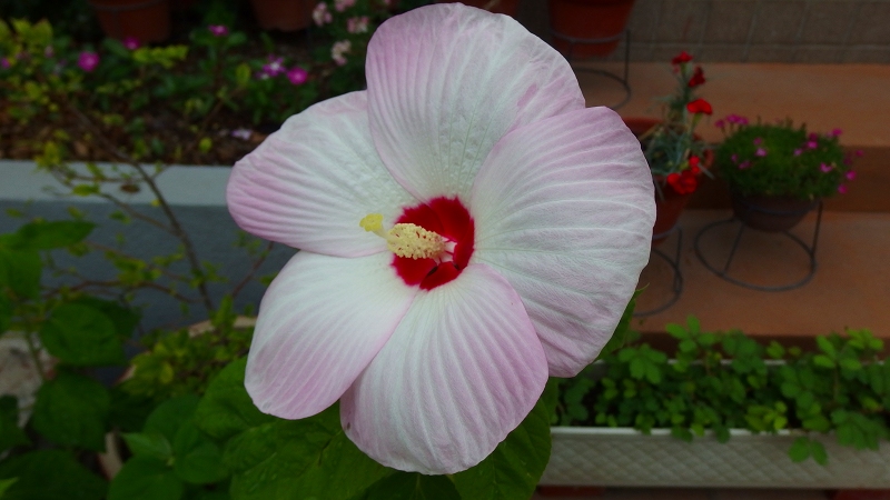 f:id:boianuf:20130714100420j:image