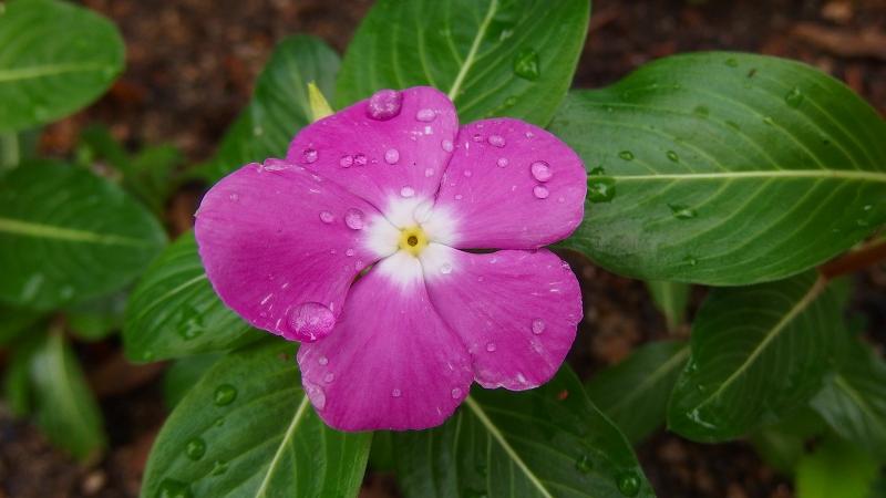 f:id:boianuf:20130714100949j:image