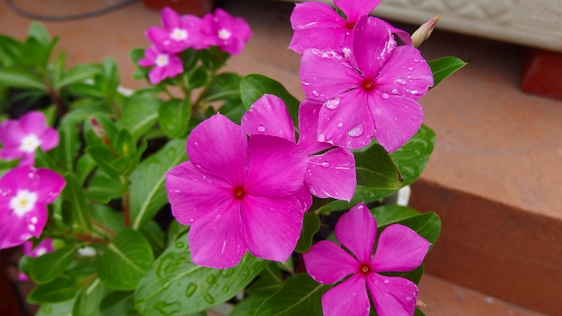 f:id:boianuf:20130714100951j:image